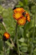 Image of orange hawkweed