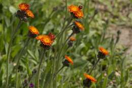 Image of orange hawkweed