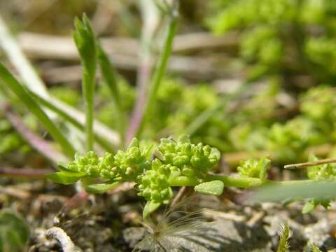 Image of smooth rupturewort