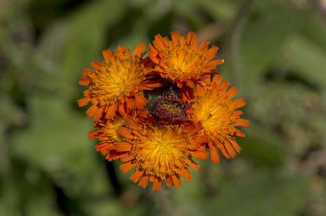 Image of orange hawkweed