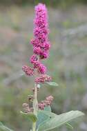 Image of spirea