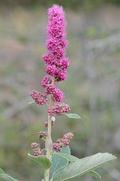 Image of spirea