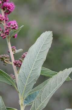 Image of spirea