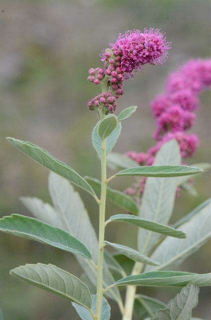 Image of spirea