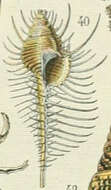 Image of Murex tenuirostrum Lamarck 1822