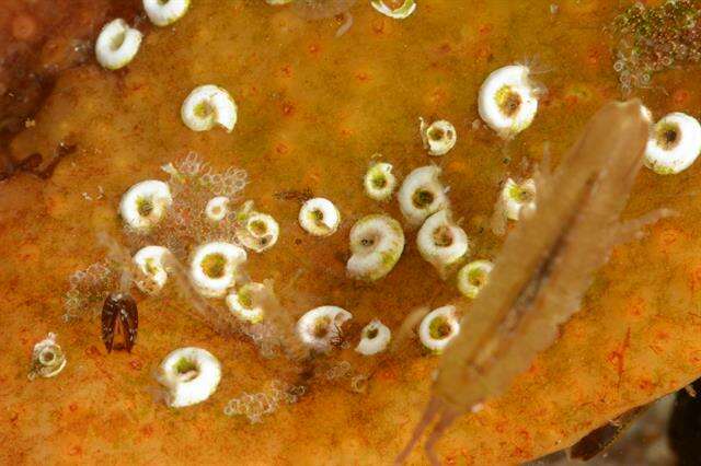 Image of calcareous tubeworms