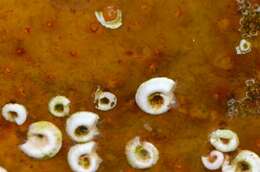 Image of calcareous tubeworms