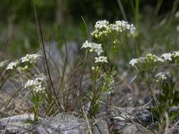 Plancia ëd Galium sterneri Ehrend.