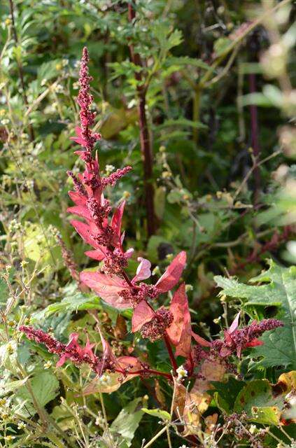 Слика од Atriplex hortensis L.