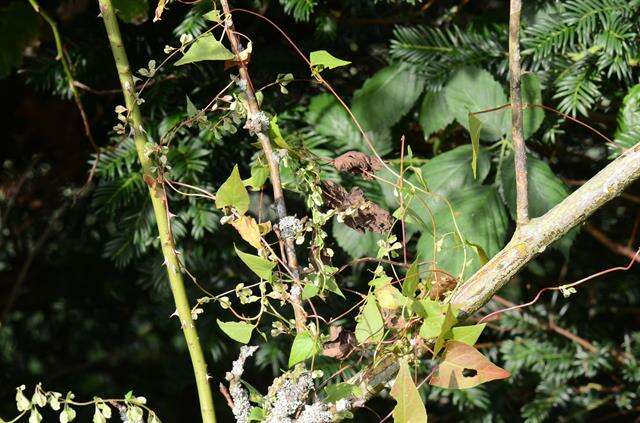 Image of Fallopia