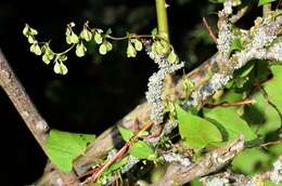 Image of Fallopia