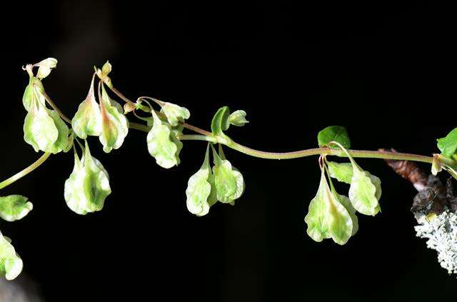 Image of Fallopia