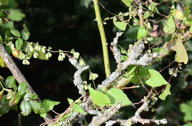 Image of Fallopia