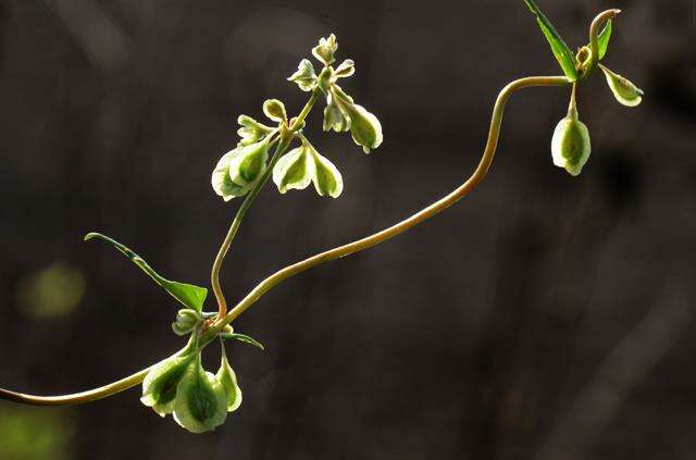 Image of Fallopia