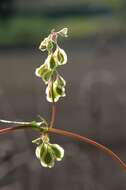 Image of Fallopia