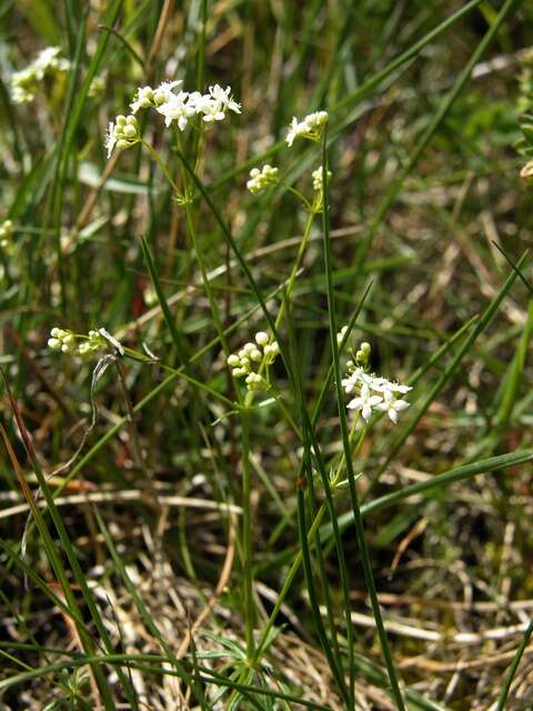 Plancia ëd Galium sterneri Ehrend.