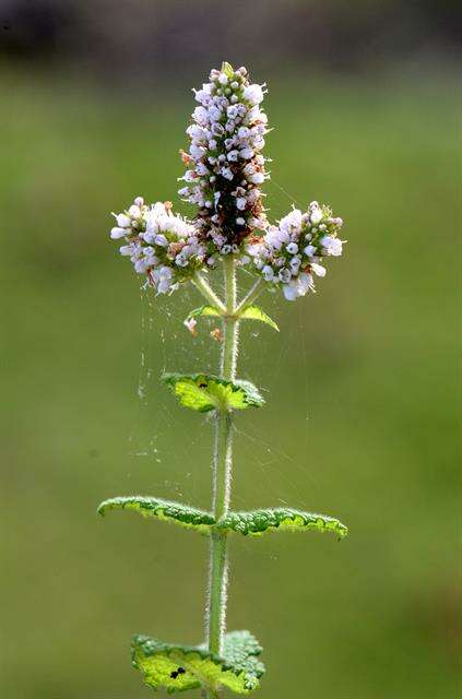 Image of Apple Mint