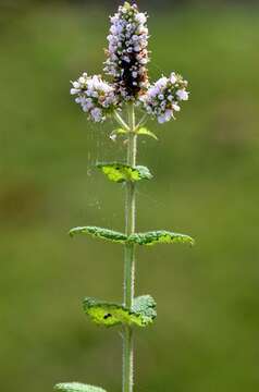 Image of Apple Mint