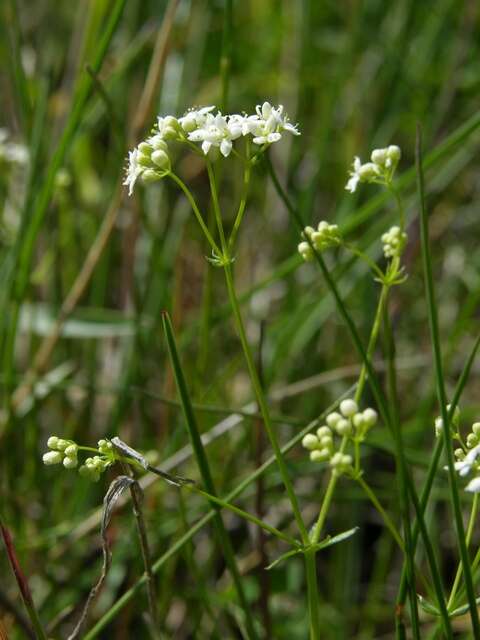 Plancia ëd Galium sterneri Ehrend.