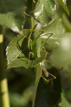 Image of Leptophyes