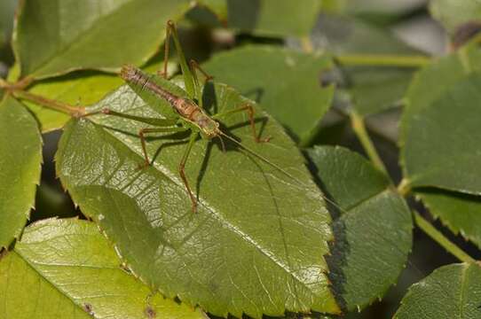 Image of Leptophyes