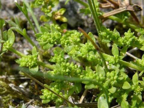 Image of smooth rupturewort