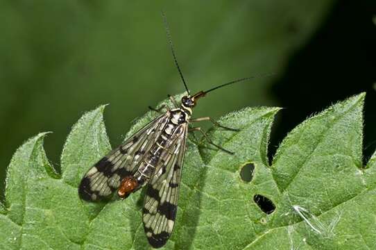 Image of common scorpionflies