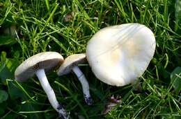 Image of Psilocybe coronilla (Bull.) Noordel. 1995