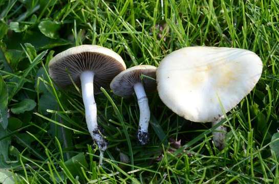 Image of Psilocybe coronilla (Bull.) Noordel. 1995