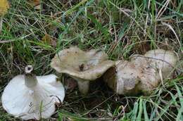 Image of Milk Cap Mushrooms