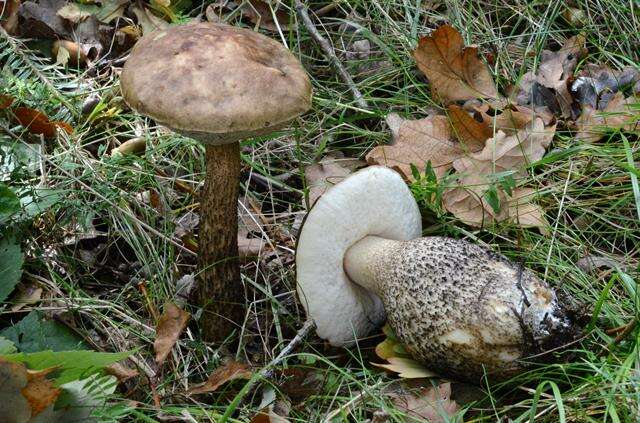 Image of Leccinum