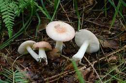 Image of Russula betularum Hora 1960