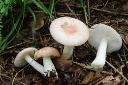 Image of Russula betularum Hora 1960