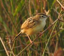 Image of Fan-tailed Cisticola