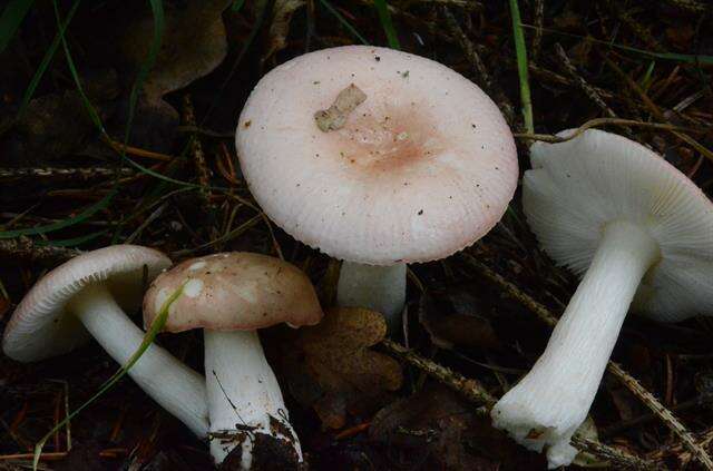 Image of Russula betularum Hora 1960