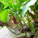 Imagem de Arisarum proboscideum (L.) Savi