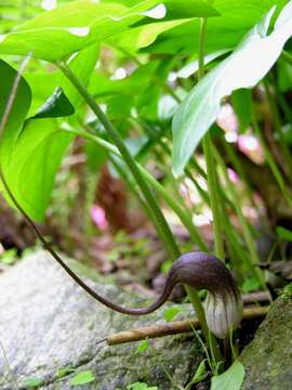 Image of Arisarum