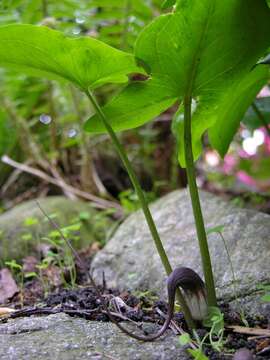 Image of Arisarum