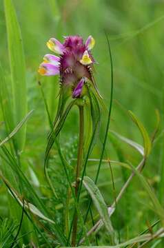 Image of Crested Cow-wheat