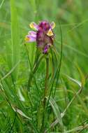 Image of Crested Cow-wheat