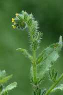 Image of fiddleneck