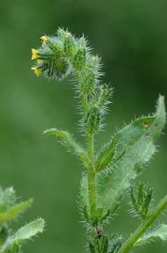 Image of fiddleneck