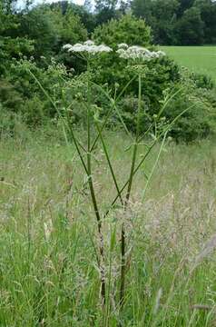 Image of Heracleum sphondylium subsp. sphondylium