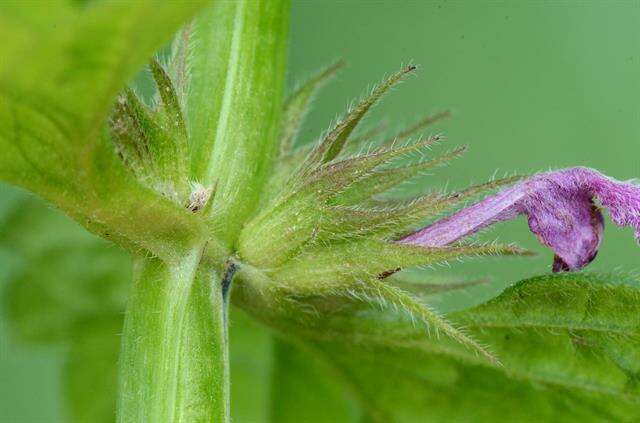 Lamium confertum Fr.的圖片