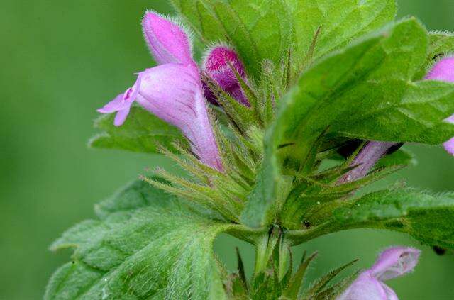 Lamium confertum Fr.的圖片