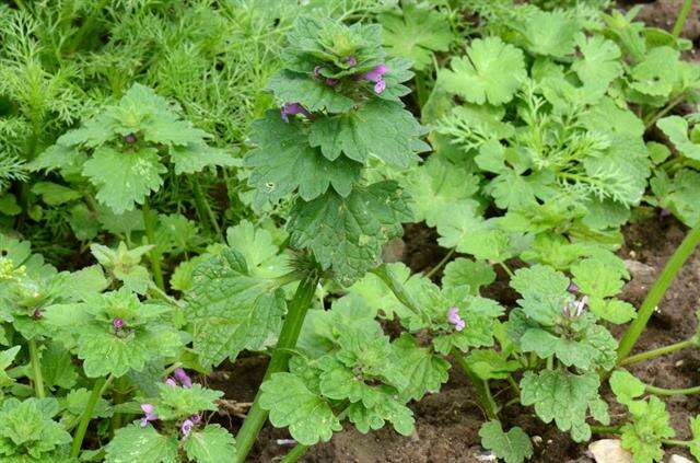 Lamium confertum Fr.的圖片