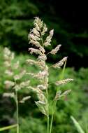 Image of canarygrass