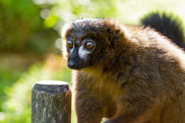 Image of Red-bellied Lemur