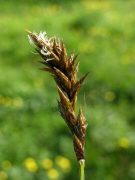 Image of brown sedge