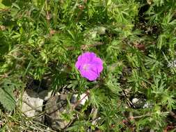 Image of geranium